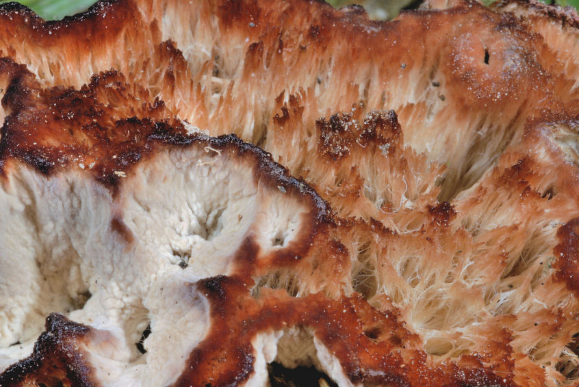 Chi indovina questi funghi?